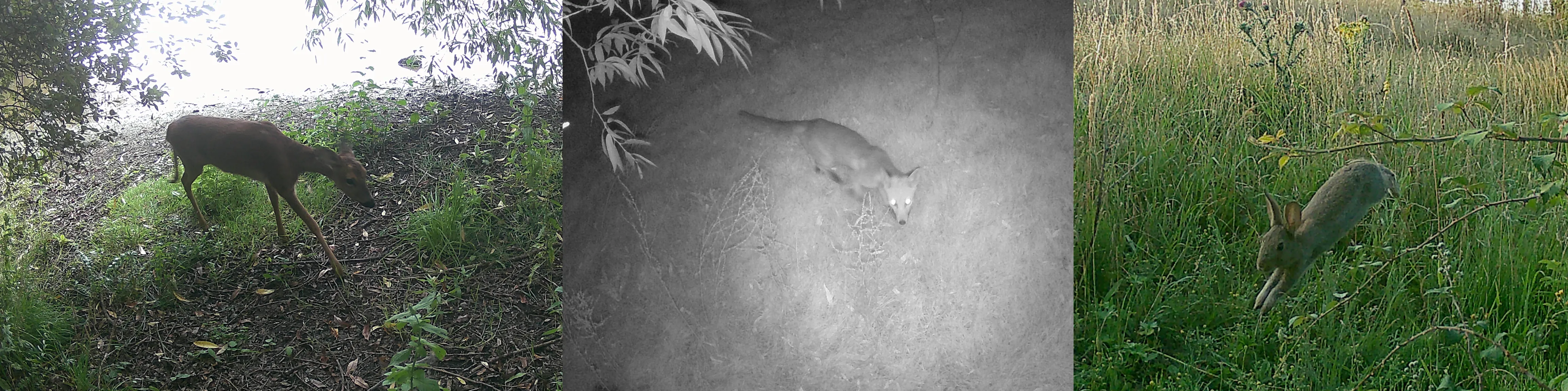mammals_1
